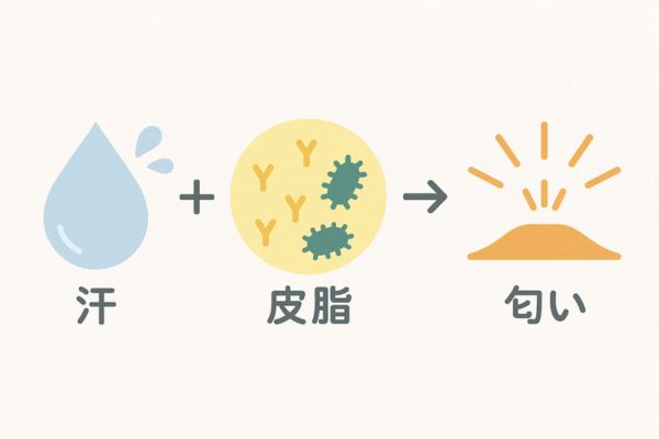 汗と皮脂により匂いが発生する仕組み
